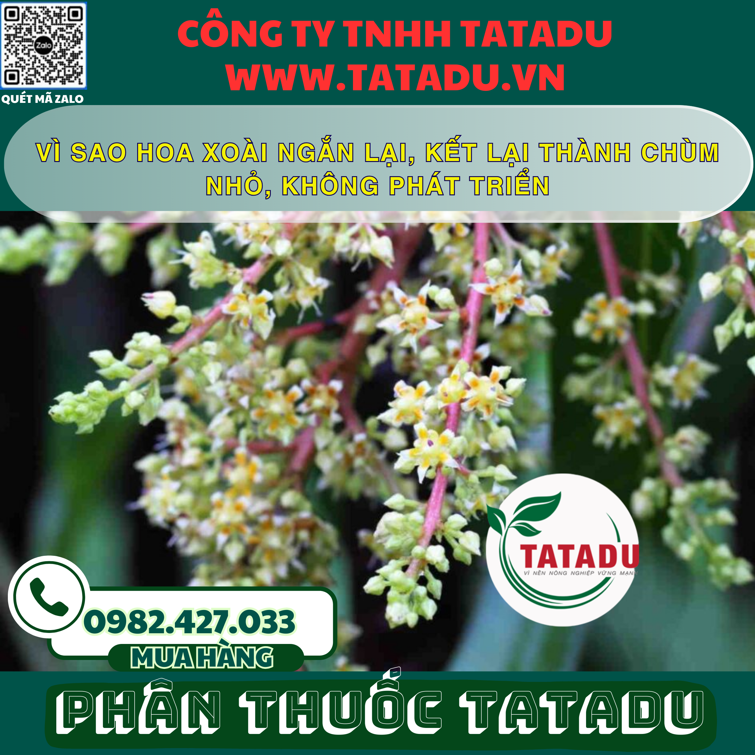 VI SAO HOA XOAI NGAN LAI KET LAI THANH CHUM NHO KHONG PHAT TRIEN