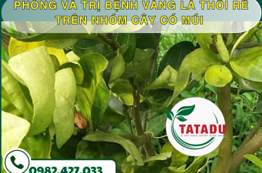 PHÒNG VÀ TRỊ BỆNH VÀNG LÁ THỐI RỄ TRÊN NHÓM CÂY CÓ MÚI – CÔNG TY TNHH TATADU