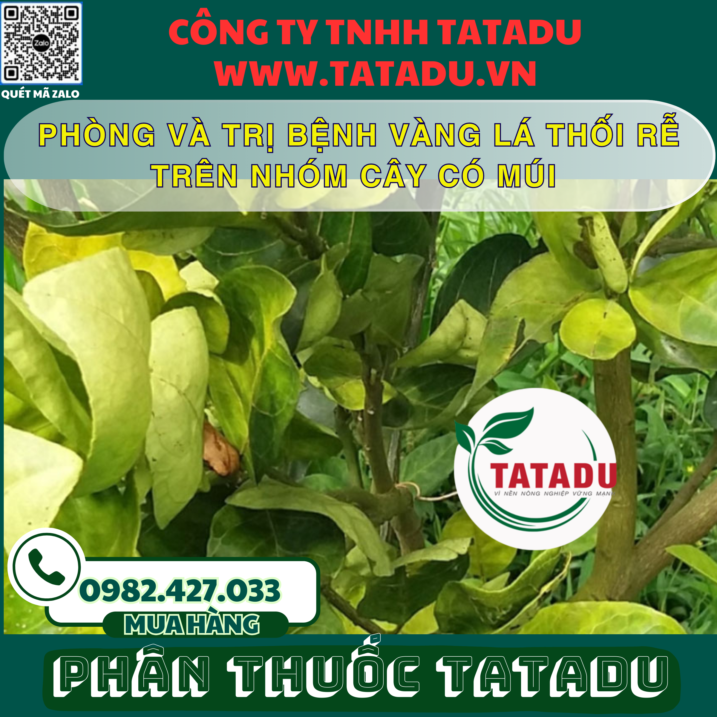 PHONG VA TRI BENH VANG LA THOI RE TREN NHOM CAY CO MUI PHONG VA TRI BENH VANG LA THOI RE TREN NHOM CAY CO MUI