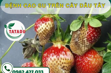 BỆNH CAO SU TRÊN CÂY DÂU TÂY – CÔNG TY TNHH TATADU