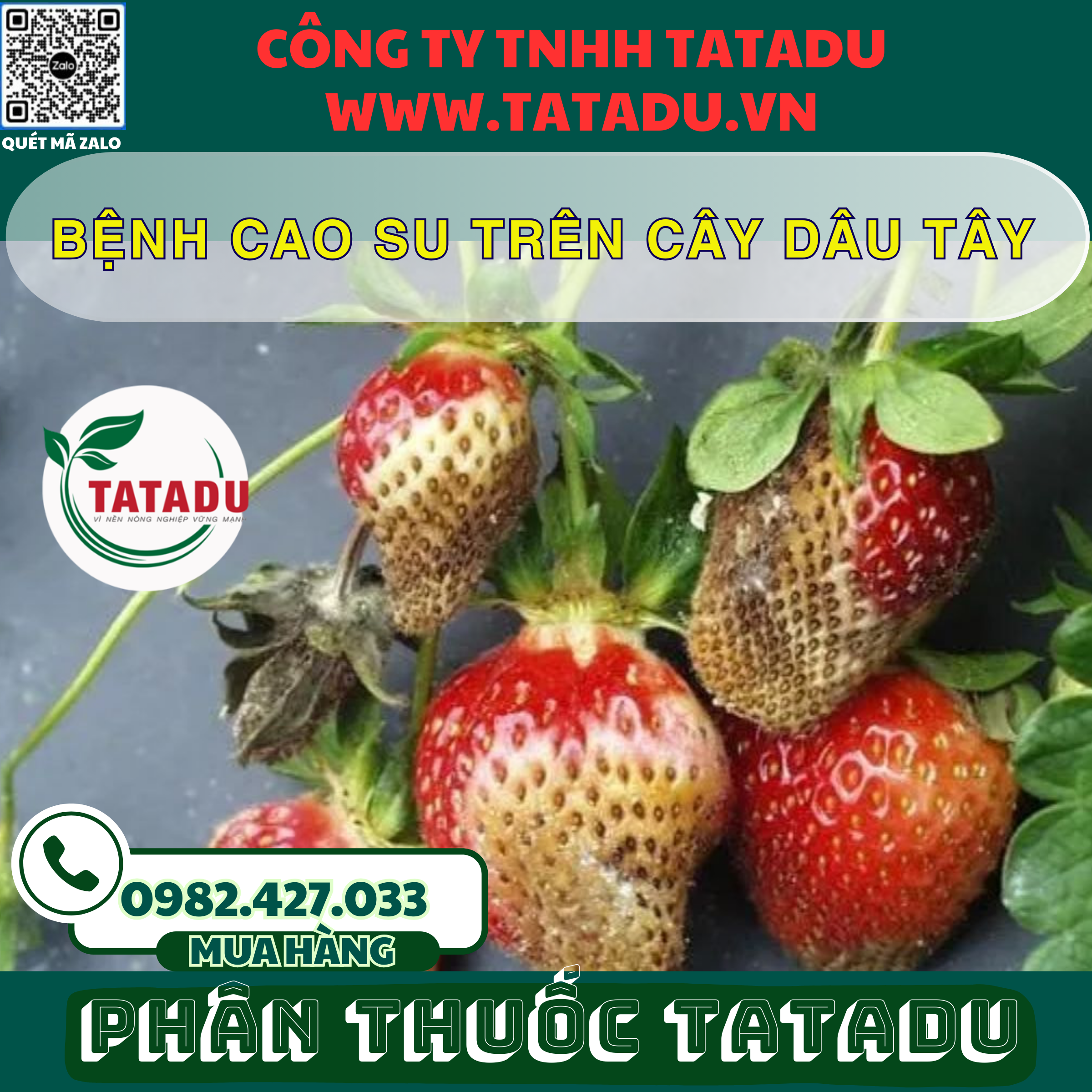 BENH CAO SU TREN CAY DAU TAY