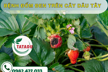 BỆNH ĐỐM ĐEN TRÊN CÂY DÂU TÂY – CÔNG TY TNHH TATADU