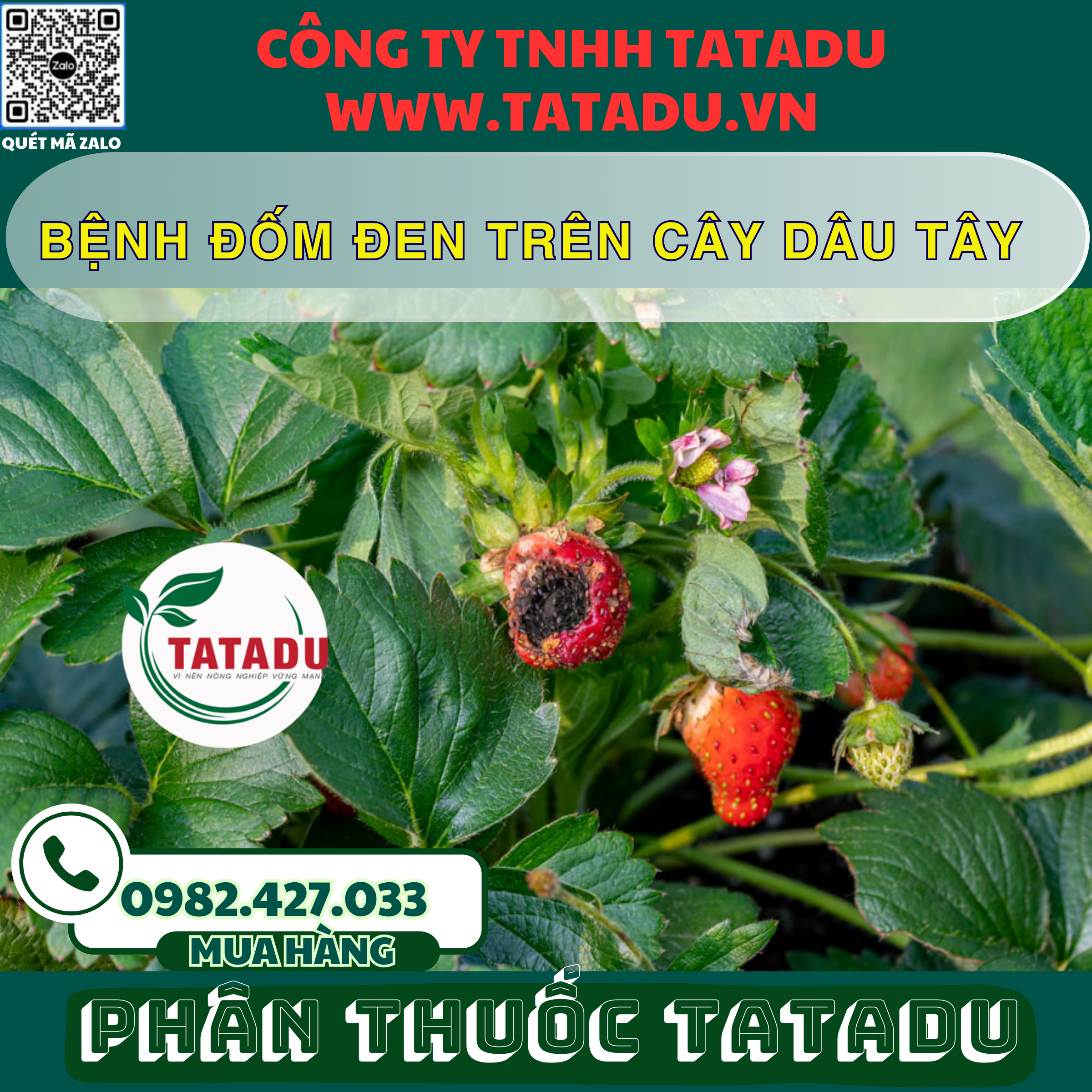 BENH DOM DEN TREN CAY DAU TAY