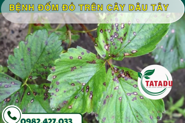 BỆNH ĐỐM ĐỎ TRÊN CÂY DÂU TÂY – CÔNG TY TNHH TATADU
