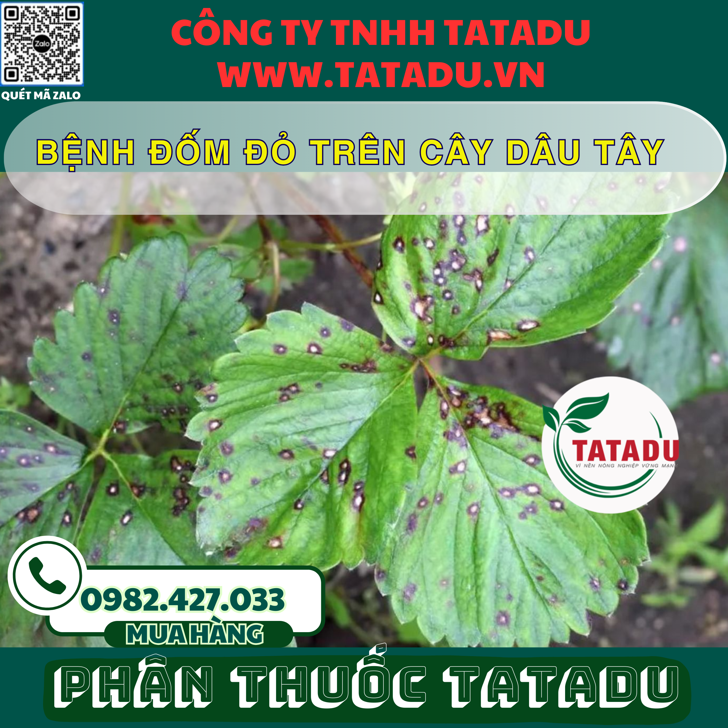 BENH DOM DO TREN CAY DAU TAY