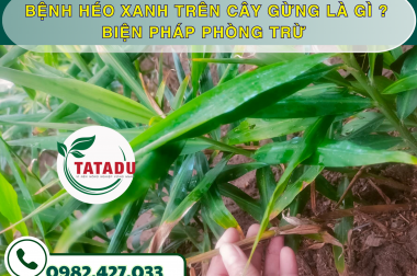 BỆNH HÉO XANH TRÊN CÂY GỪNG LÀ GÌ ? BIỆN PHÁP PHÒNG TRỪ – CÔNG TY TNHH TATADU