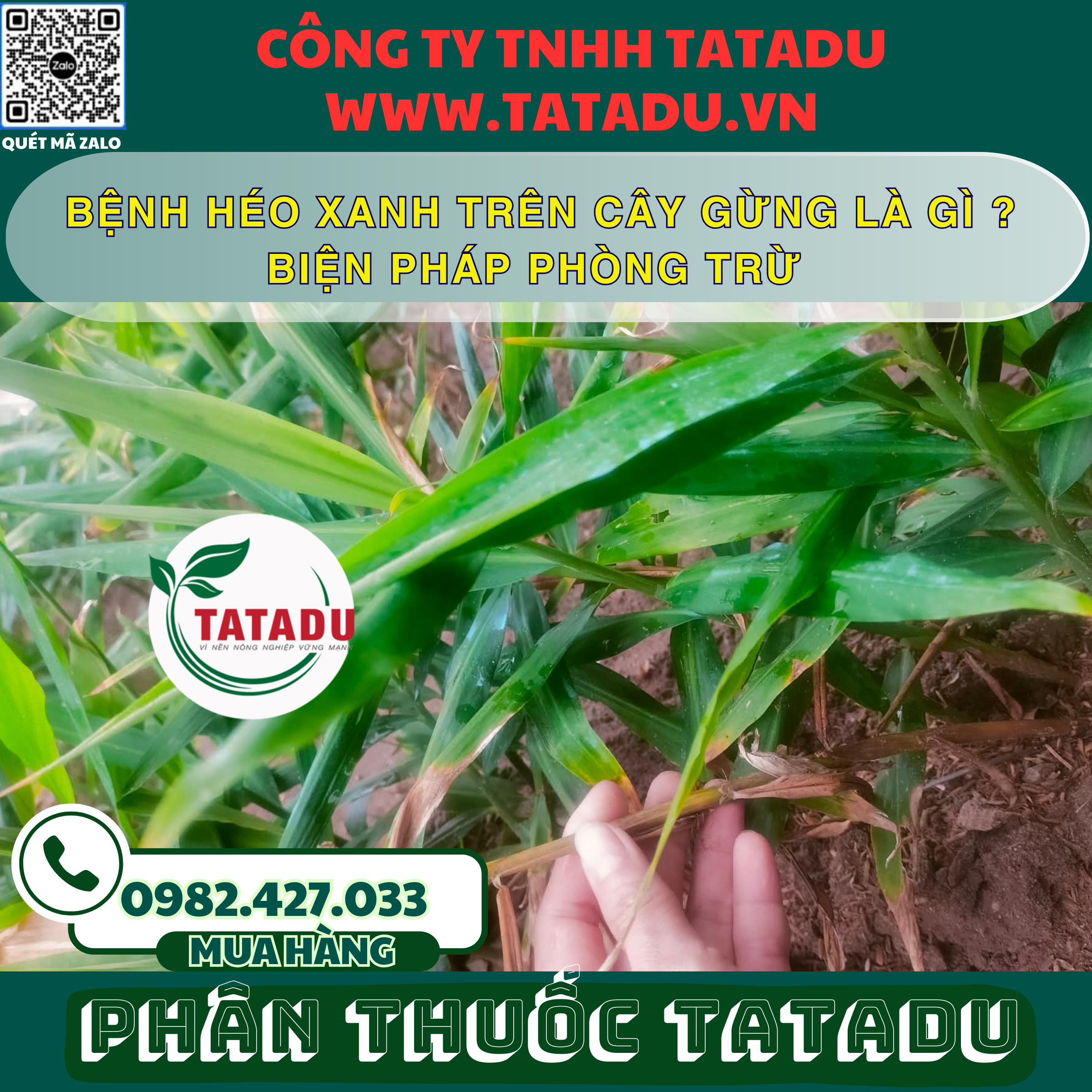 BENH HEO XANH TREN CAY GUNG LA GI BIEN PHAP PHONG TRU