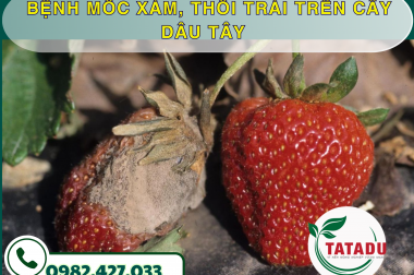 BỆNH MỐC XÁM, THỐI TRÁI TRÊN CÂY DÂU TÂY – CÔNG TY TNHH TATADU