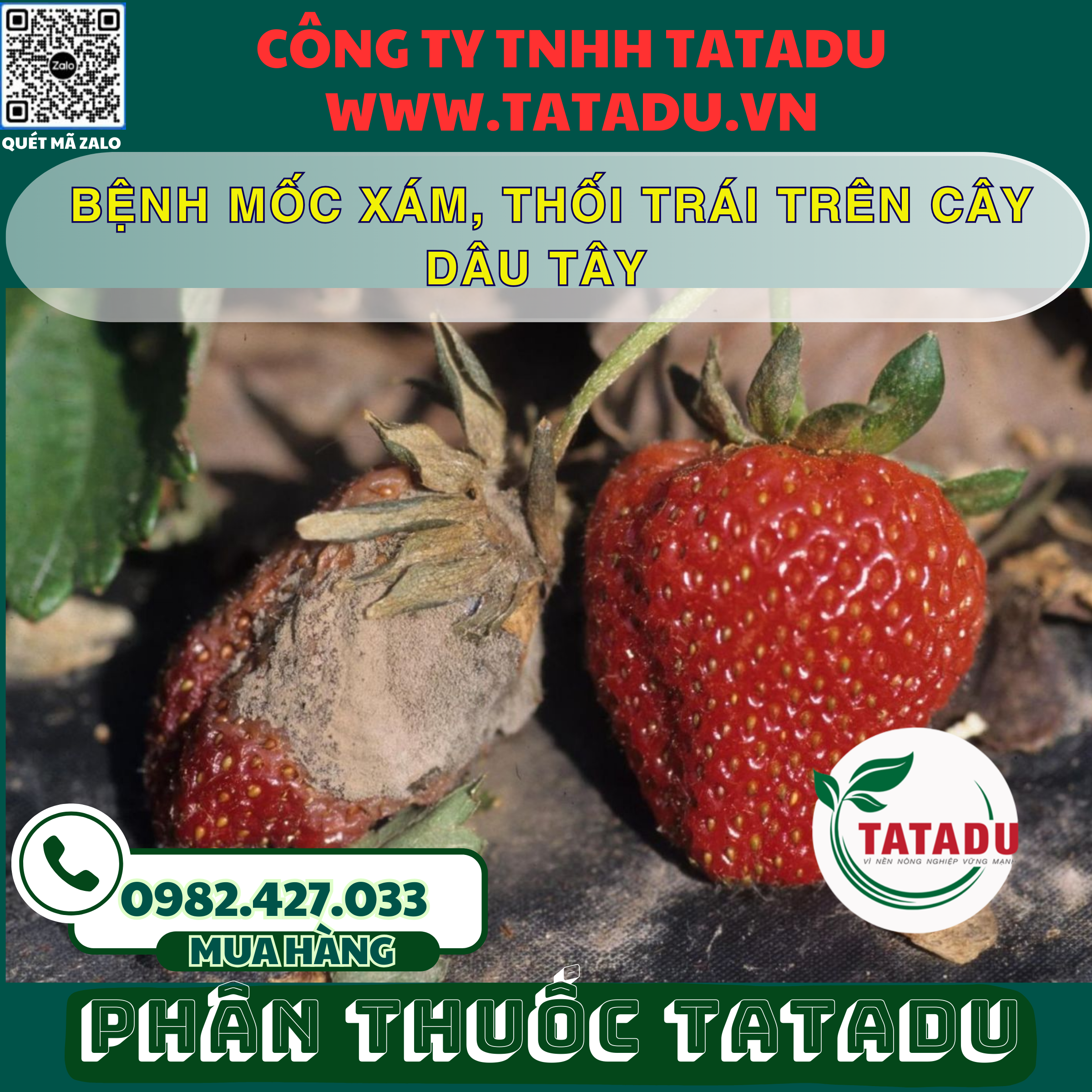 BENH MOC XAM THOI TRAI TREN CAY DAU TAY
