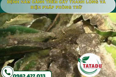 BỆNH NÁM CÀNH TRÊN CÂY THANH LONG VÀ BIỆN PHÁP PHÒNG TRỪ – CÔNG TY TNHH TATADU