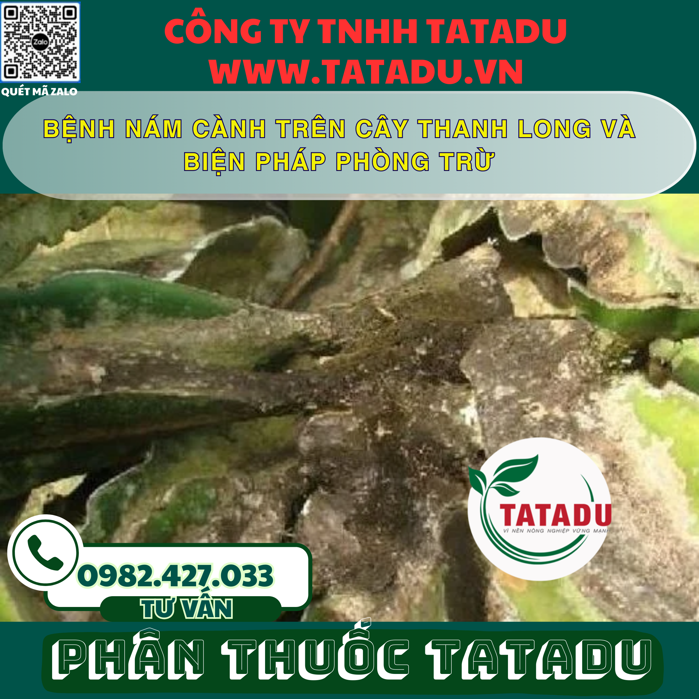 BENH NAM CANH TREN CAY THANH LONG VA BIEN PHAP PHONG TRU BENH NAM CANH TREN CAY THANH LONG VA BIEN PHAP PHONG TRU