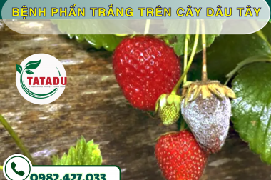 BỆNH PHẤN TRẮNG TRÊN CÂY DÂU TÂY – CÔNG TY TNHH TATADU