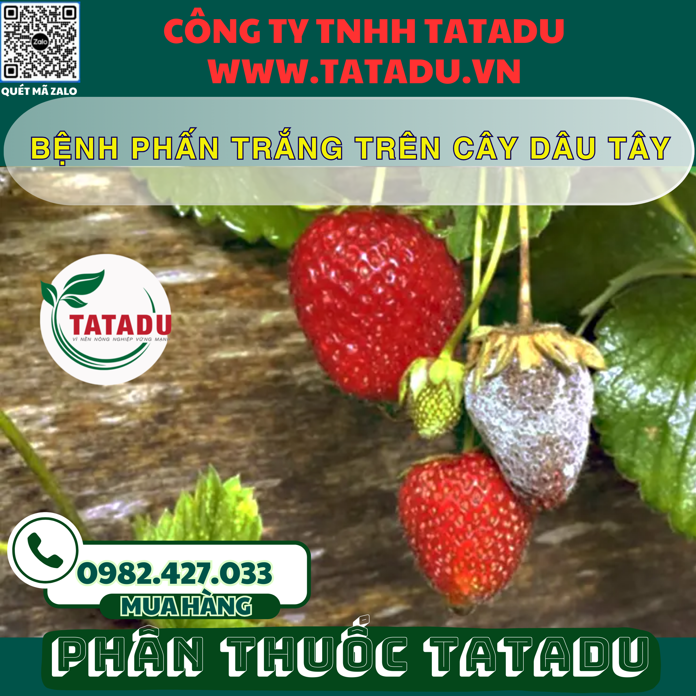 BENH PHAN TRANG TREN CAY DAU TAY BENH PHAN TRANG TREN CAY DAU TAY