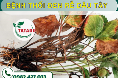 BỆNH THỐI ĐEN RỄ DÂU TÂY – CÔNG TY TNHH TATADU