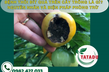 BỆNH THỐI ĐÍT QUẢ TRÊN CÂY TRỒNG LÀ GÌ? NGUYÊN NHÂN VÀ BIỆN PHÁP PHÒNG TRỪ – CÔNG TY TNHH TATADU