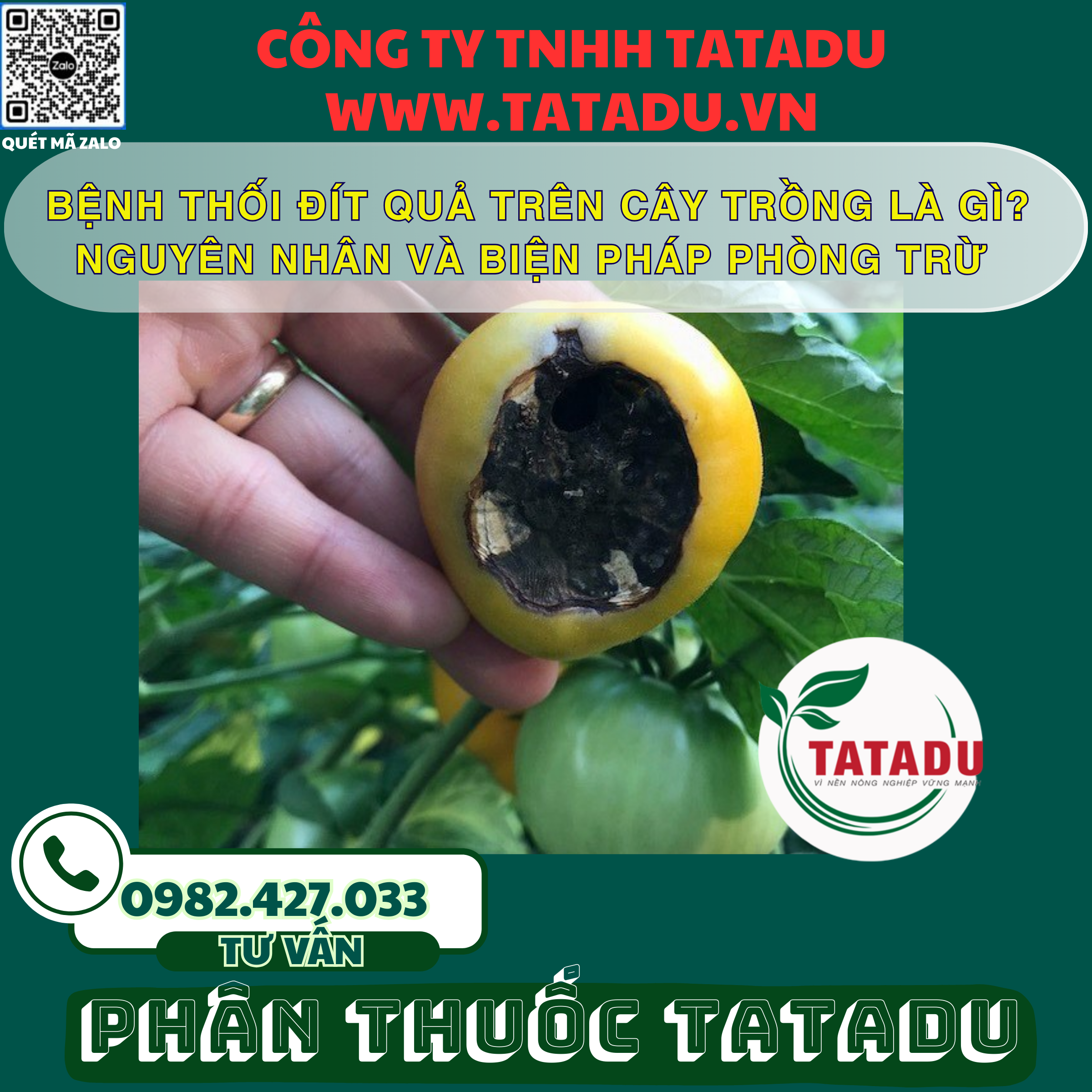 BENH THOI DIT QUA TREN CAY TRONG LA GI NGUYEN NHAN VA BIEN PHAP PHONG TRU