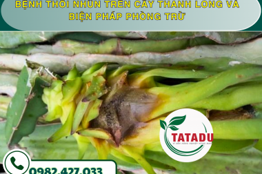 BỆNH THỐI NHŨN TRÊN CÂY THANH LONG VÀ BIỆN PHÁP PHÒNG TRỪ – CÔNG TY TNHH TATADU