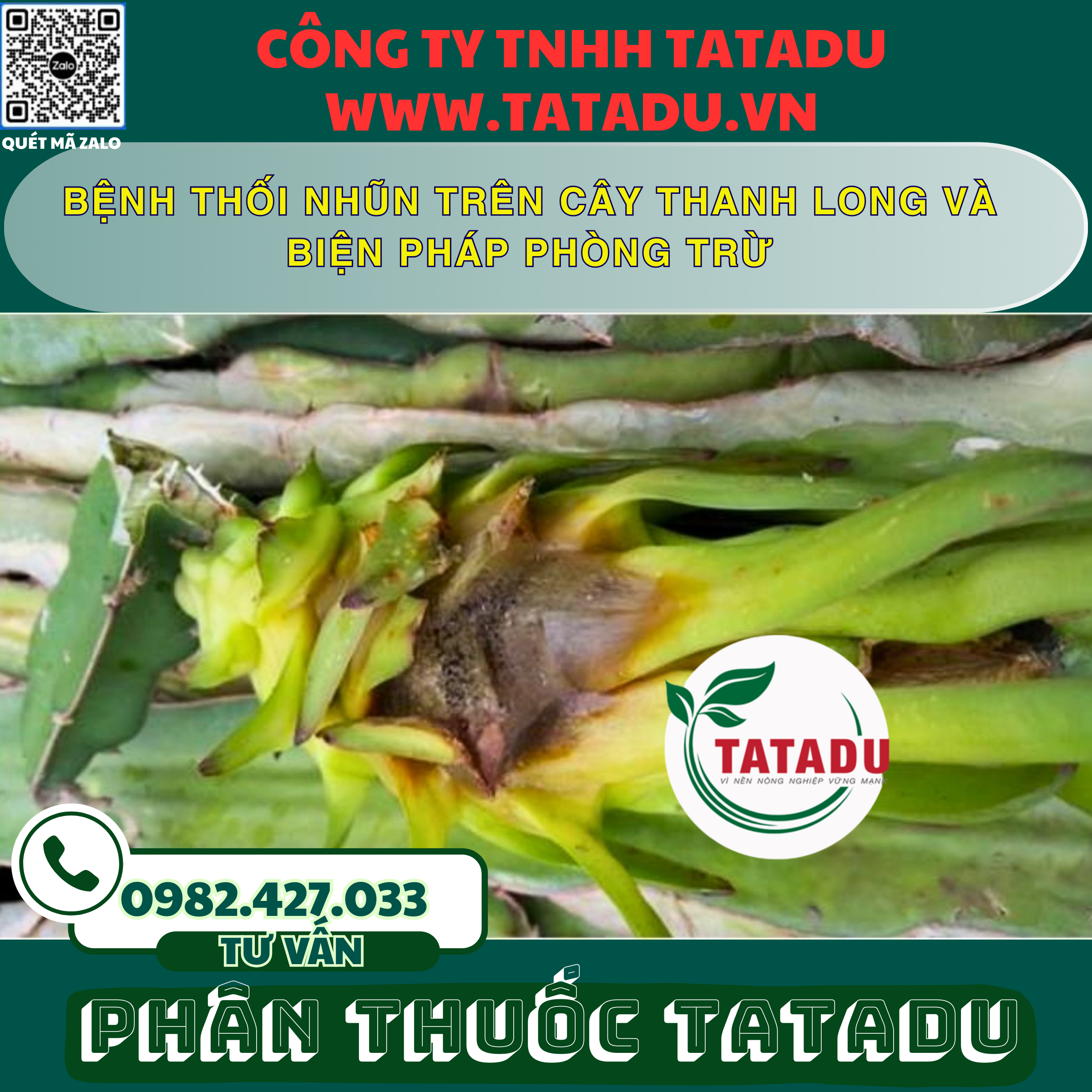BENH THOI NHUN TREN CAY THANH LONG VA BIEN PHAP PHONG TRU BENH THOI NHUN TREN CAY THANH LONG VA BIEN PHAP PHONG TRU