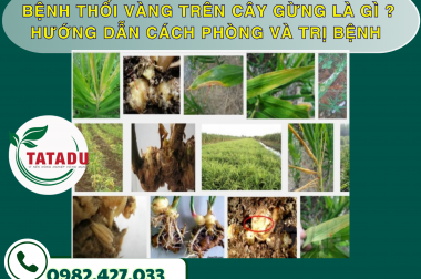 BỆNH THỐI VÀNG TRÊN CÂY GỪNG LÀ GÌ ? HƯỚNG DẪN CÁCH PHÒNG VÀ TRỊ BỆNH – CÔNG TY TNHH TATADU