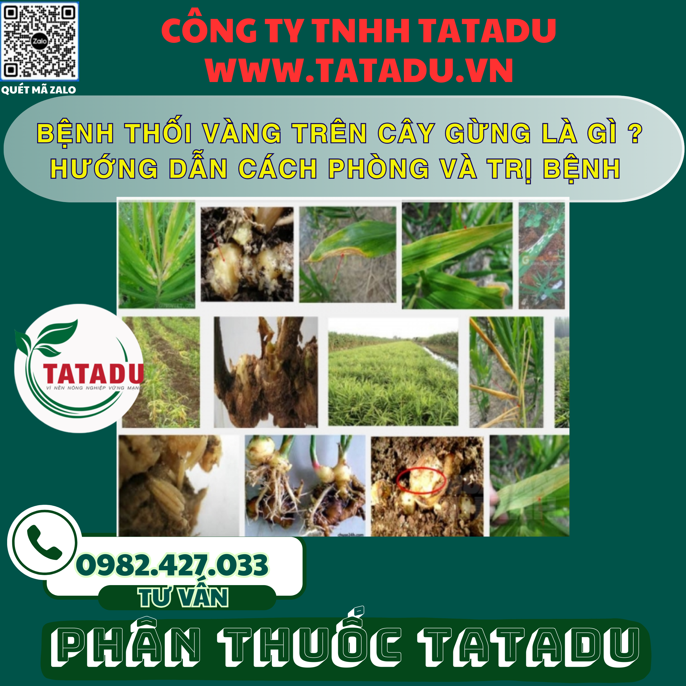 BENH THOI VANG TREN CAY GUNG LA GI HUONG DAN CACH PHONG VA TRI BENH