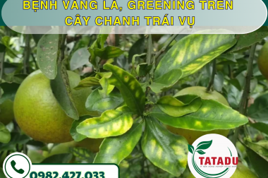 BỆNH VÀNG LÁ, GREENING TRÊN CÂY CHANH TRÁI VỤ – CÔNG TY TNHH TATADU