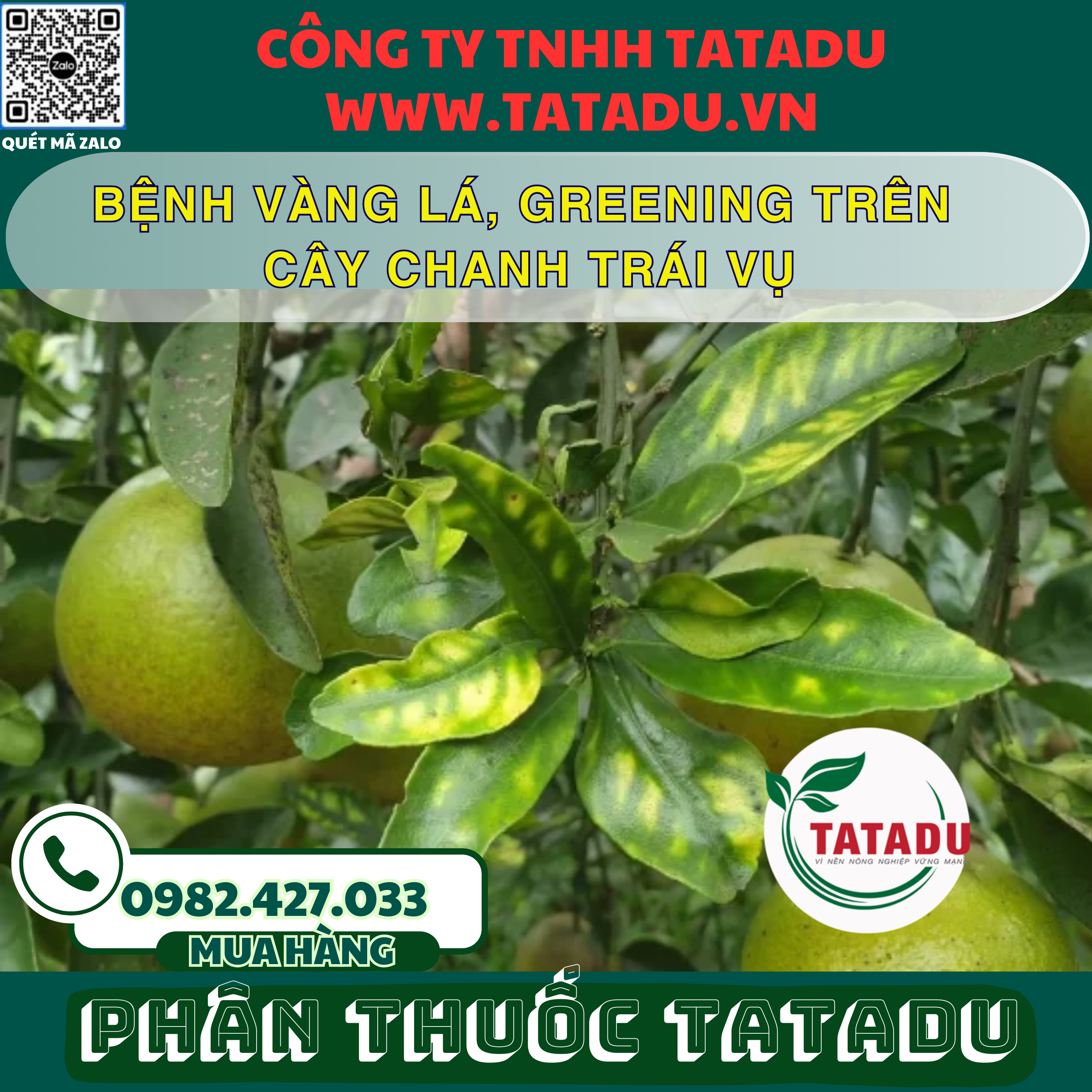 BENH VANG LA GREENING TREN CAY CHANH TRAI VU
