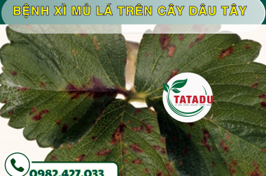 BỆNH XÌ MỦ LÁ TRÊN CÂY DÂU TÂY – CÔNG TY TNHH TATADU