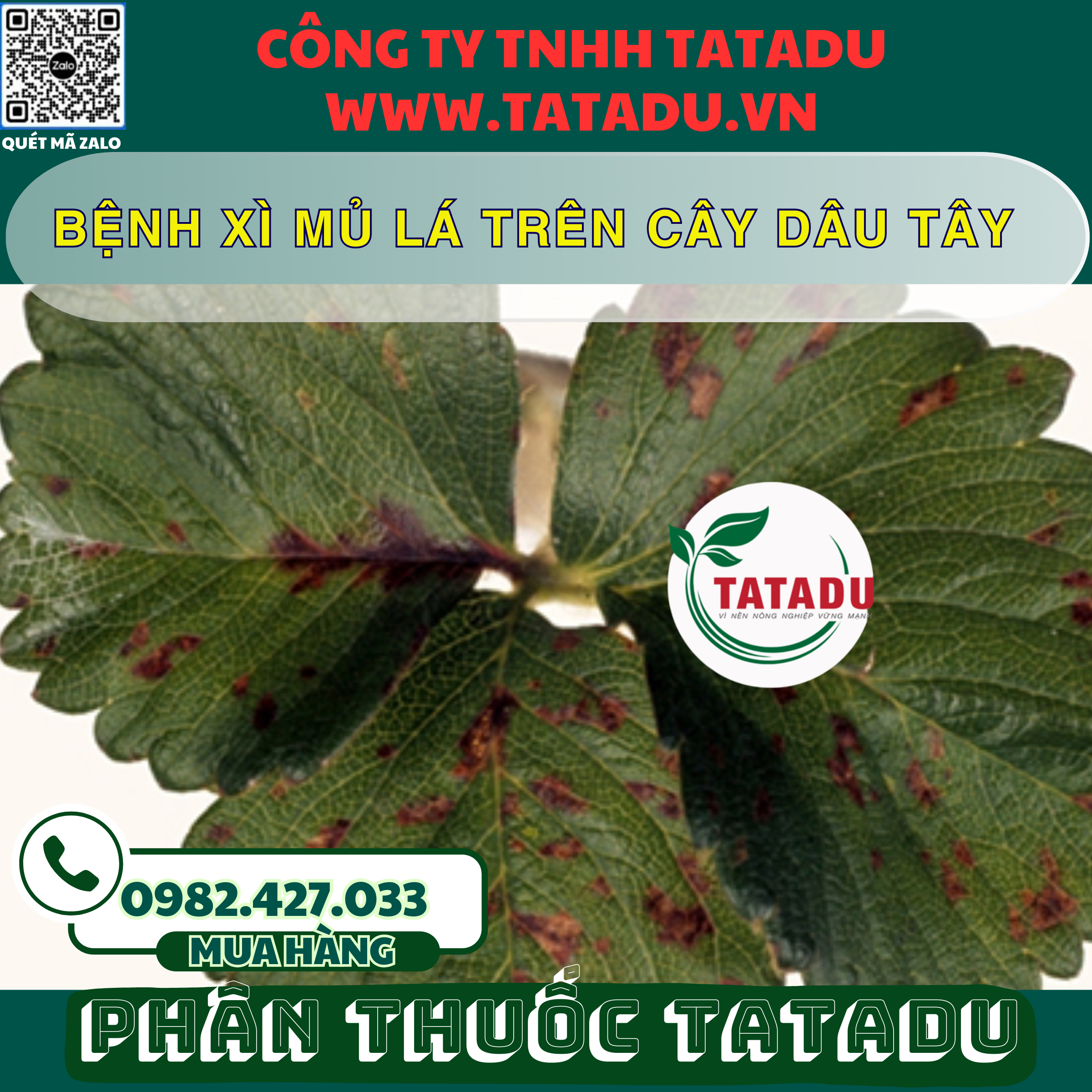 BENH XI MU LA TREN CAY DAU TAY