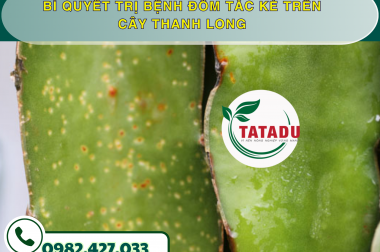 BÍ QUYẾT TRỊ BỆNH ĐỐM TẮC KÈ TRÊN CÂY THANH LONG – CÔNG TY TNHH TATADU