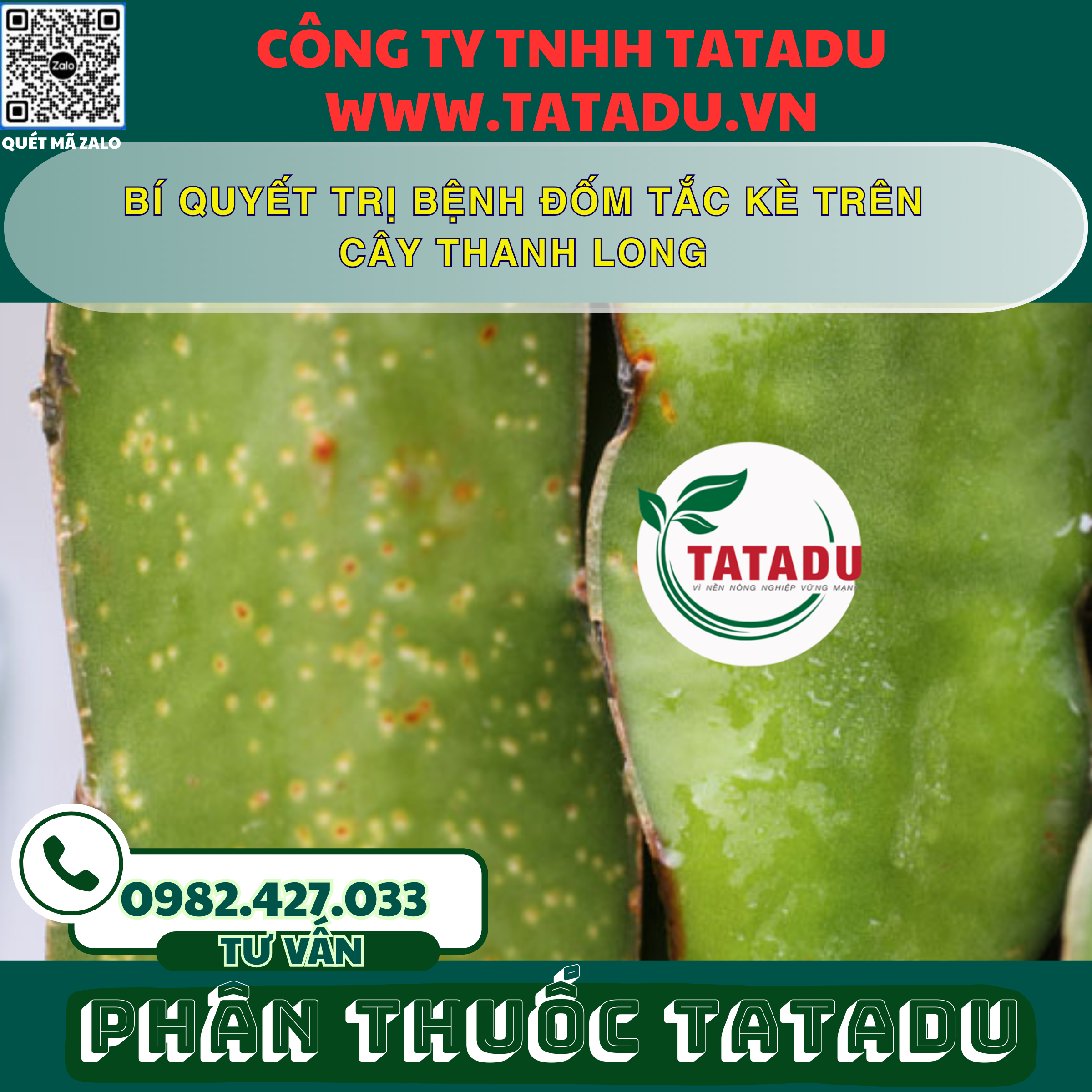 BI QUYET TRI BENH DOM TAC KE TREN CAY THANH LONG