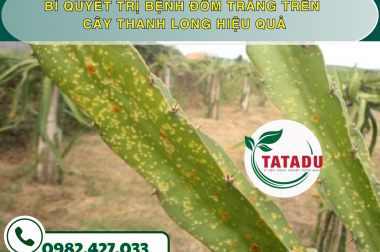 BÍ QUYẾT TRỊ BỆNH ĐỐM TRẮNG TRÊN CÂY THANH LONG HIỆU QUẢ – CÔNG TY TNHH TATADU