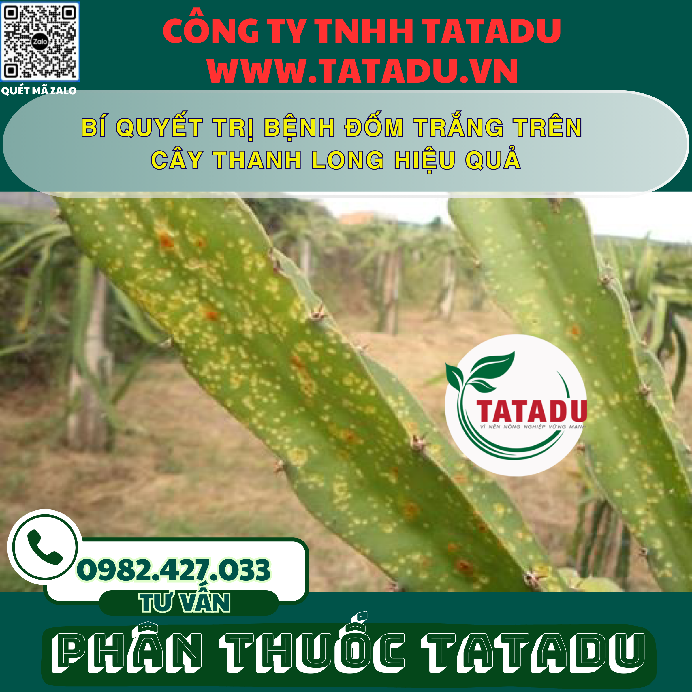 BI QUYET TRI BENH DOM TRANG TREN CAY THANH LONG HIEU QUA