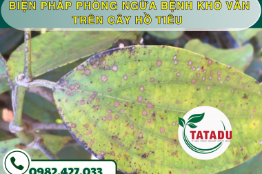 BIỆN PHÁP PHÒNG NGỪA BỆNH KHÔ VẰN TRÊN CÂY HỒ TIÊU – CÔNG TY TNHH TATDU