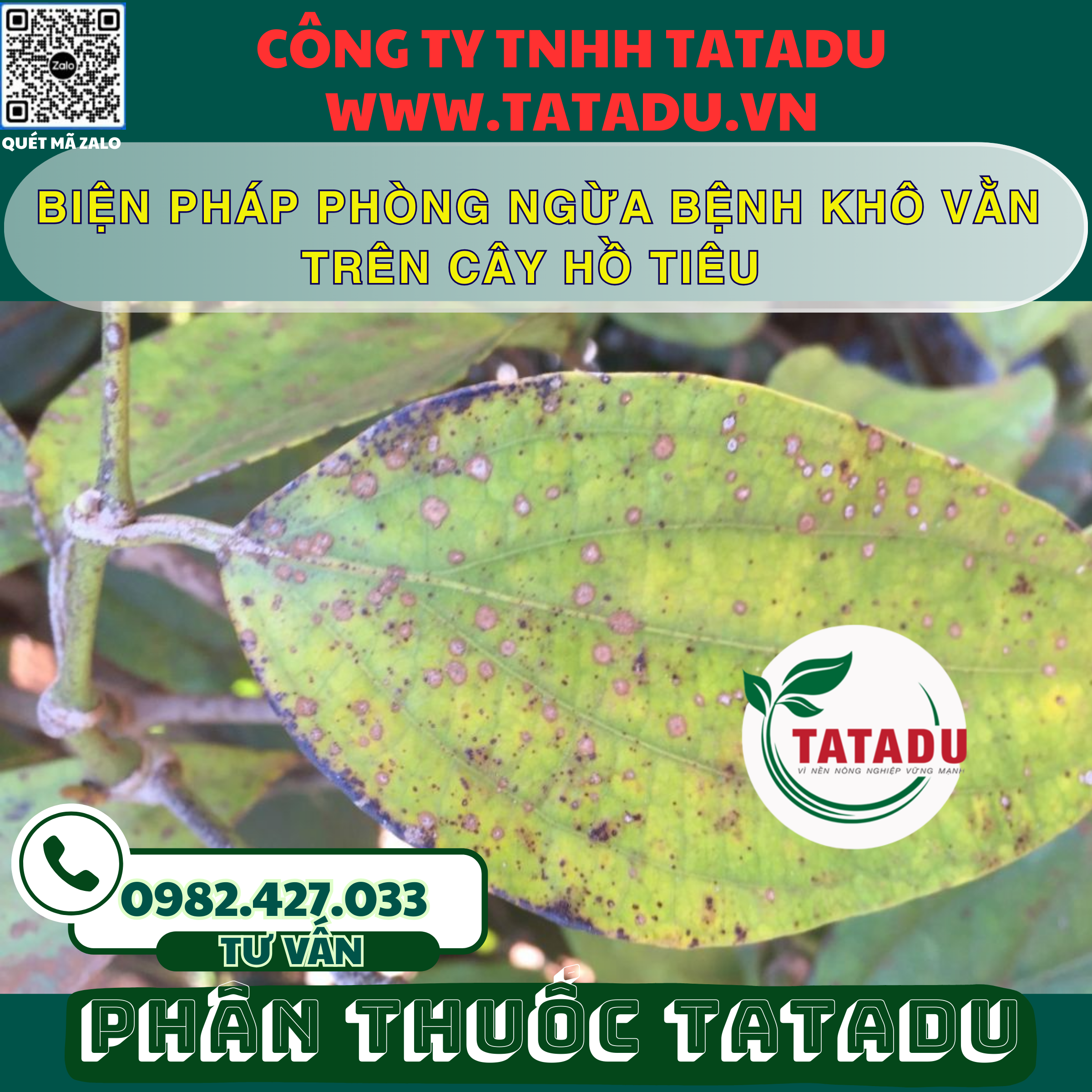 BIEN PHAP PHONG NGUA BENH KHO VAN TREN CAY HO TIEU