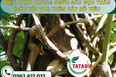 BIỆN PHÁP PHÒNG NGỪA SÂU ĐỤC THÂN (SÂU VÒI VOI) TRÊN CÂY HỒ TIÊU – CÔNG TY TNHH TATADU