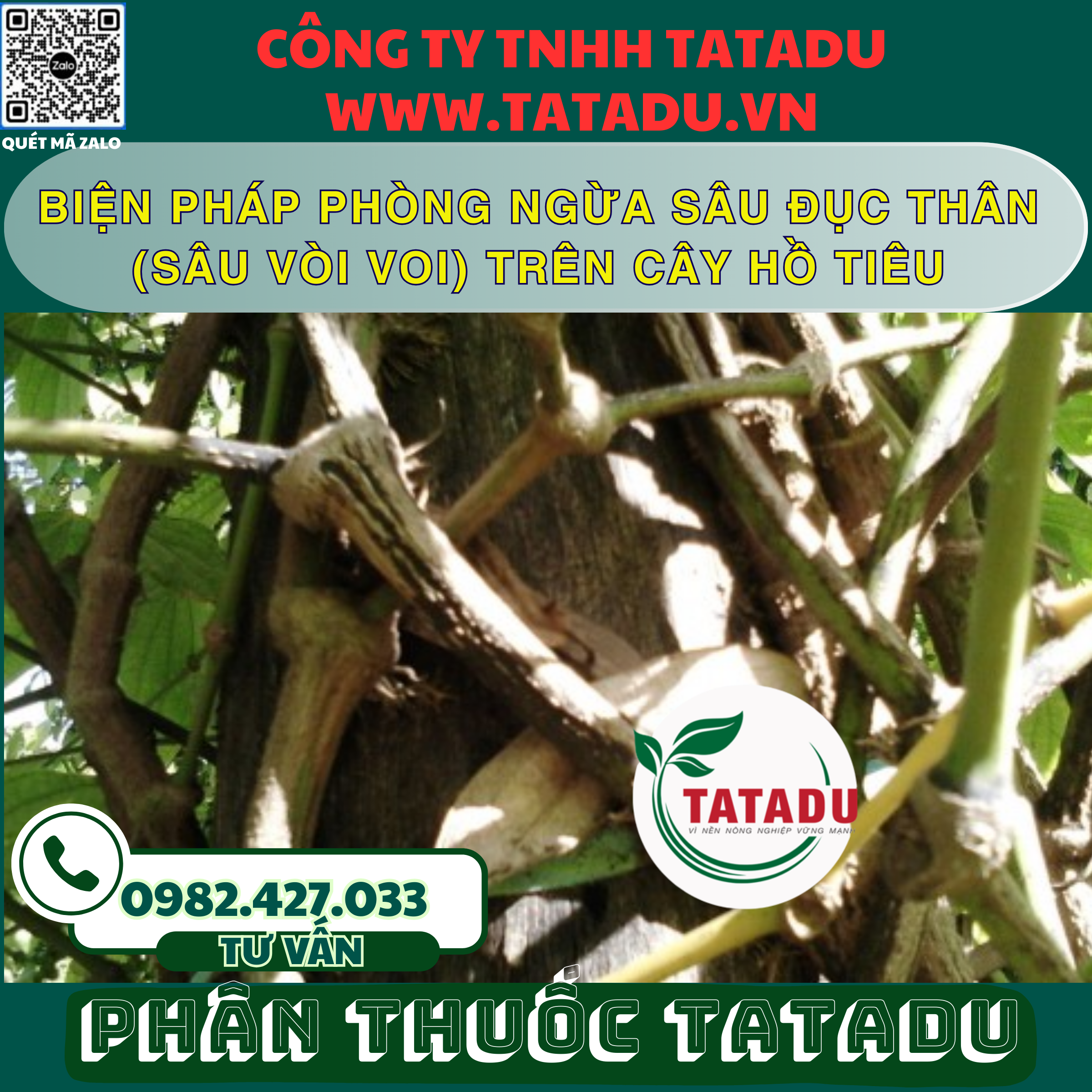 BIEN PHAP PHONG NGUA SAU DUC THAN SAU VOI VOI TREN CAY HO TIEU