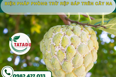 BIỆN PHÁP PHÒNG TRỪ RỆP SÁP TRÊN CÂY NA – CÔNG TY TNHH TATADU