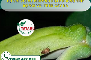 BỌ VÒI VOI VÀ PHƯƠNG PHÁP PHÒNG TRỪ BỌ VÒI VOI TRÊN CÂY NA – CÔNG TY TNHH TATADU