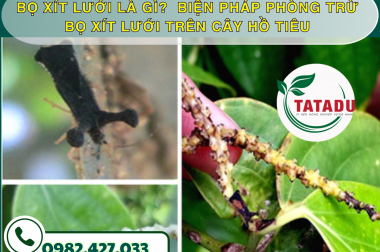 BỌ XÍT LƯỚI LÀ GÌ?  BIỆN PHÁP PHÒNG TRỪ BỌ XÍT LƯỚI TRÊN CÂY HỒ TIÊU – CÔNG TY TNHH TATADU