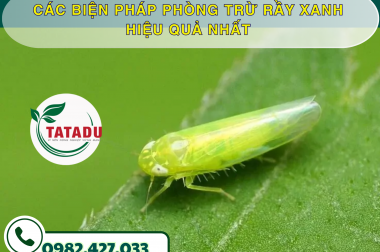 CÁC BIỆN PHÁP PHÒNG TRỪ RẦY XANH HIỆU QUẢ NHẤT – CÔNG TY TNHH TATADU