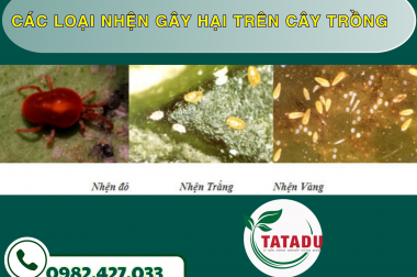CÁC LOẠI NHỆN GÂY HẠI TRÊN CÂY TRỒNG – CÔNG TY TNHH TATADU