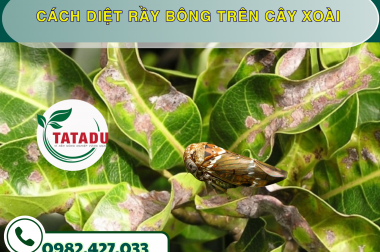 CÁCH DIỆT RẦY BÔNG TRÊN CÂY XOÀI – CÔNG TY TNHH TATADU