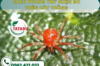 CÁCH PHÒNG TRỪ NHỆN ĐỎ TRÊN CÂY TRỒNG – CÔNG TY TNHH TATADU