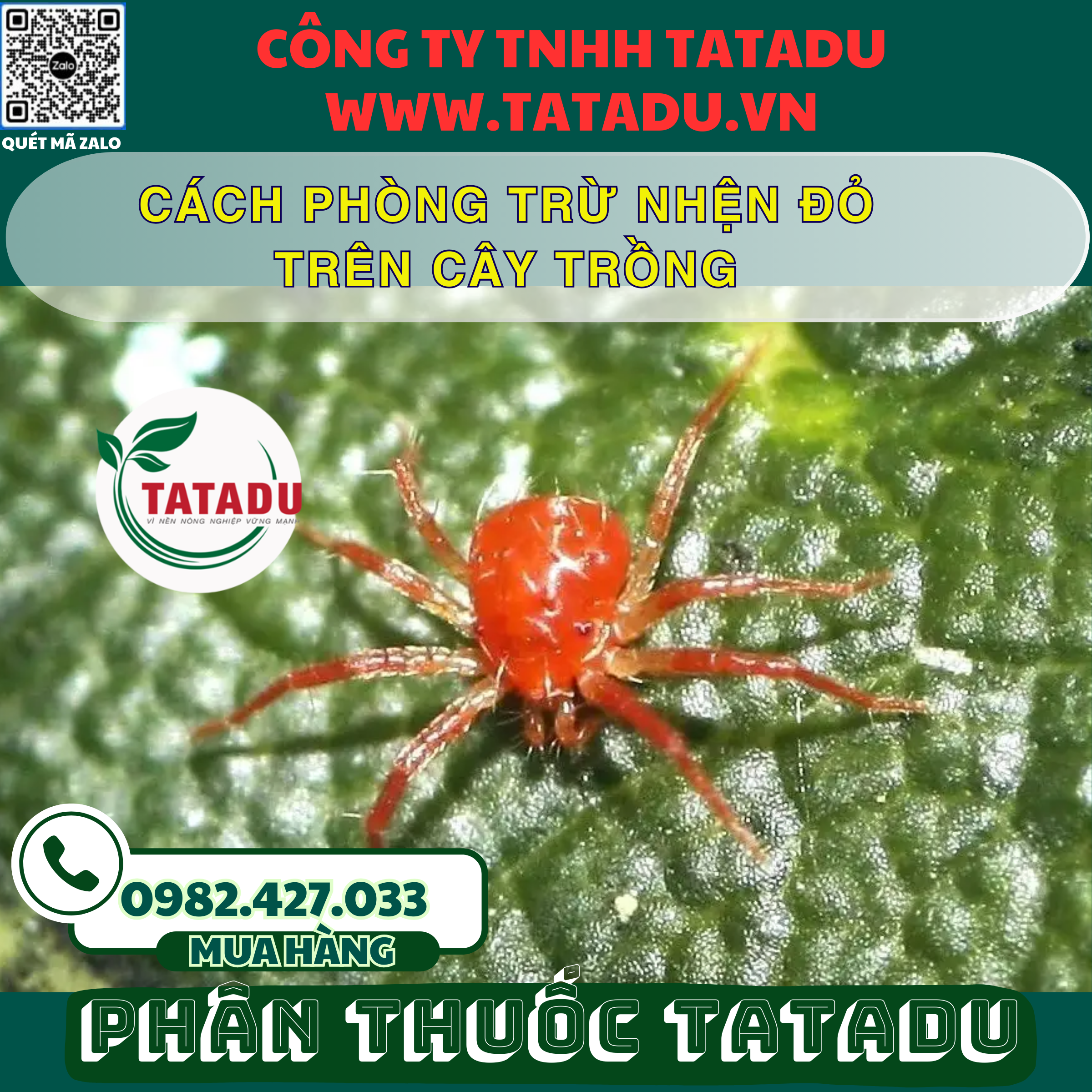 CACH PHONG TRU NHEN DO TREN CAY TRONG