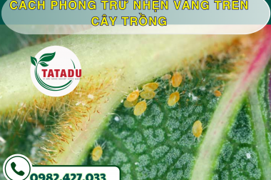 CÁCH PHÒNG TRỪ NHỆN VÀNG TRÊN CÂY TRỒNG – CÔNG TY TNHH TATADU