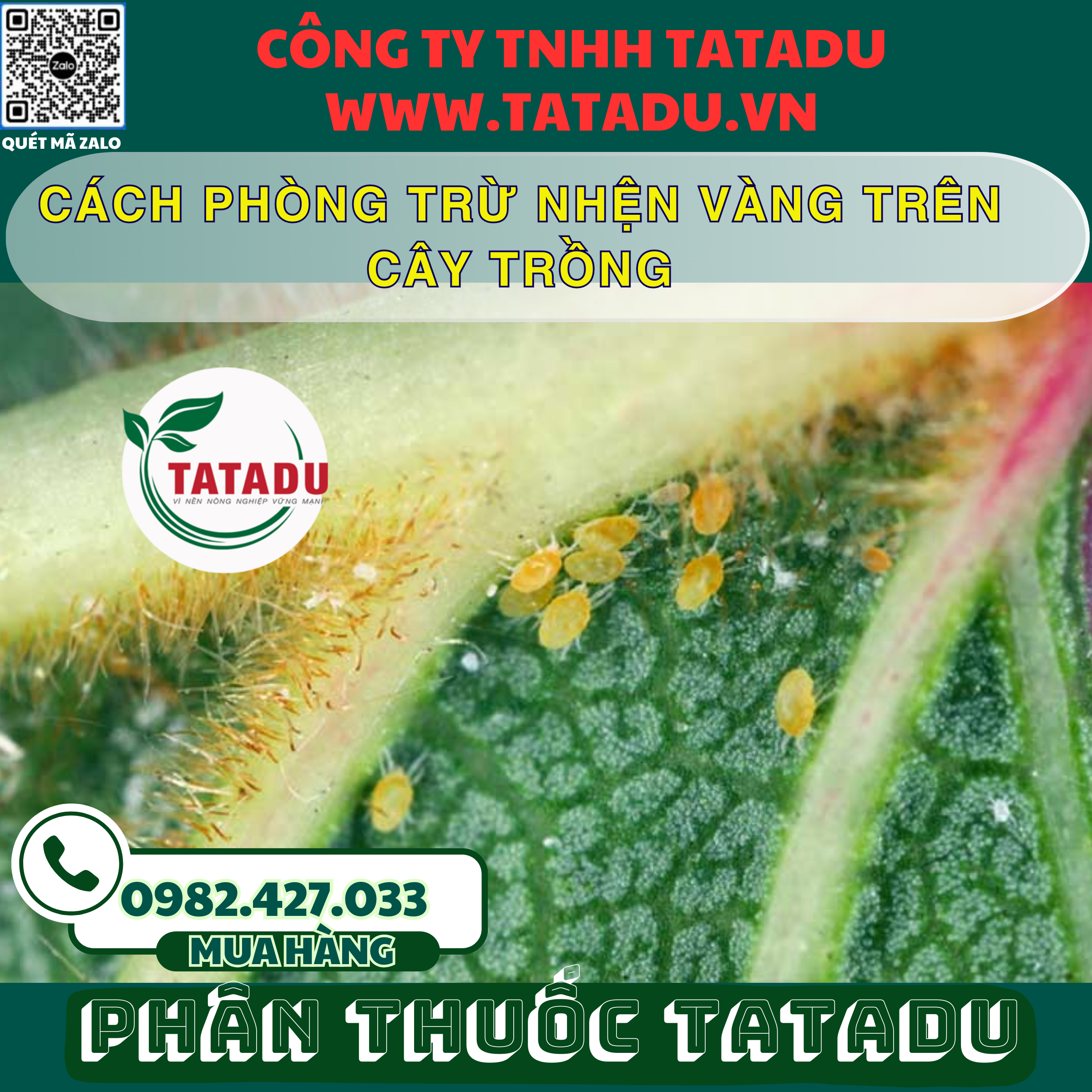 CACH PHONG TRU NHEN VANG TREN CAY TRONG