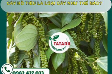 CÂY HỒ TIÊU LÀ LOẠI CÂY NHƯ THẾ NÀO? – CÔNG TY TNHH TATADU