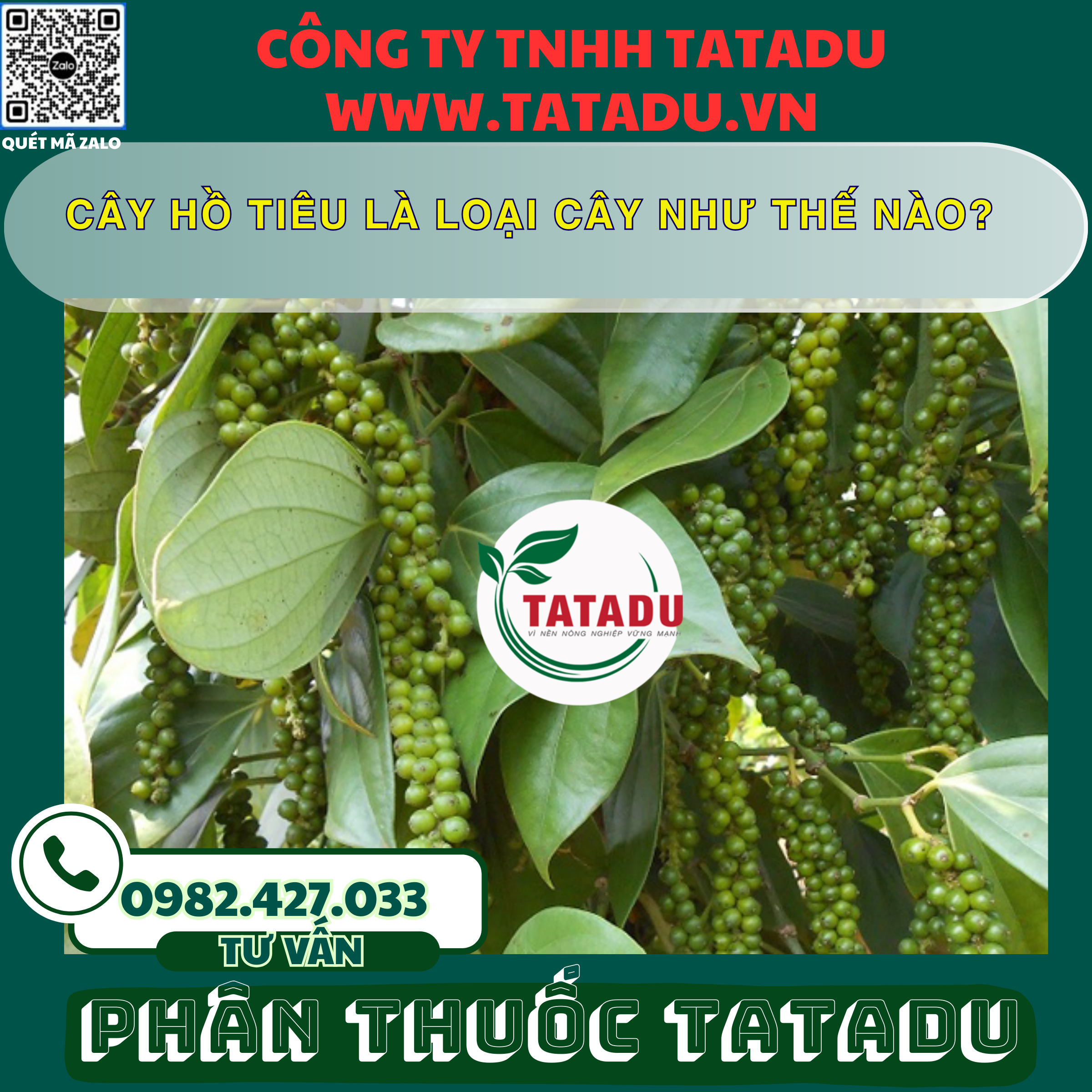 CAY HO TIEU LA LOAI CAY NHU THE NAO
