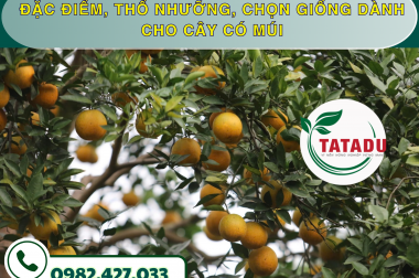 ĐẶC ĐIỂM, THỔ NHƯỠNG, CHỌN GIỐNG DÀNH CHO CÂY CÓ MÚI – CÔNG TY TNHH TATADU