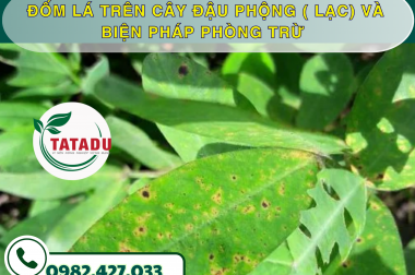 ĐỐM LÁ TRÊN CÂY ĐẬU PHỘNG ( LẠC) VÀ BIỆN PHÁP PHÒNG TRỪ – CÔNG TY TNHH TATADU
